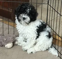 Milo, a male Shihpoo for sale in Gloucester, VA – 8 of 10