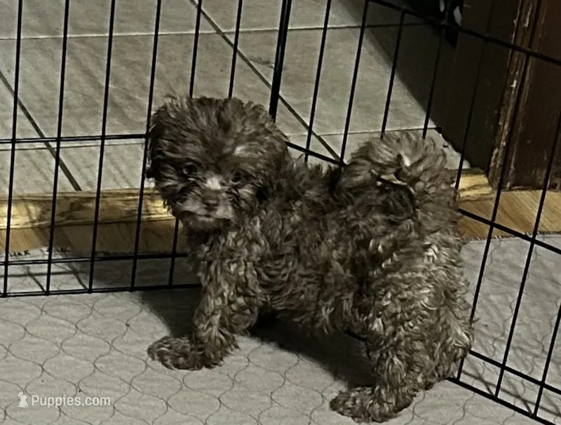 Mabel – Shihpoo puppy for sale in Gloucester, VA