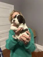 Cockapoo, a female Cockapoo for sale in Memphis, TN – Photo 2 of 9