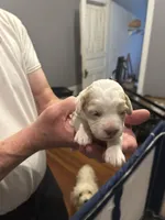 Cockapoo, a female Cockapoo for sale in Memphis, TN – Photo 8 of 9