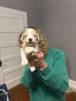 Cockapoo, a female Cockapoo for sale in Memphis, TN – Photo 4 of 9