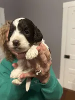Cockapoo, a female Cockapoo for sale in Memphis, TN – Photo 3 of 9