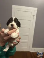 Cockapoo, a female Cockapoo for sale in Memphis, TN – Photo 5 of 9