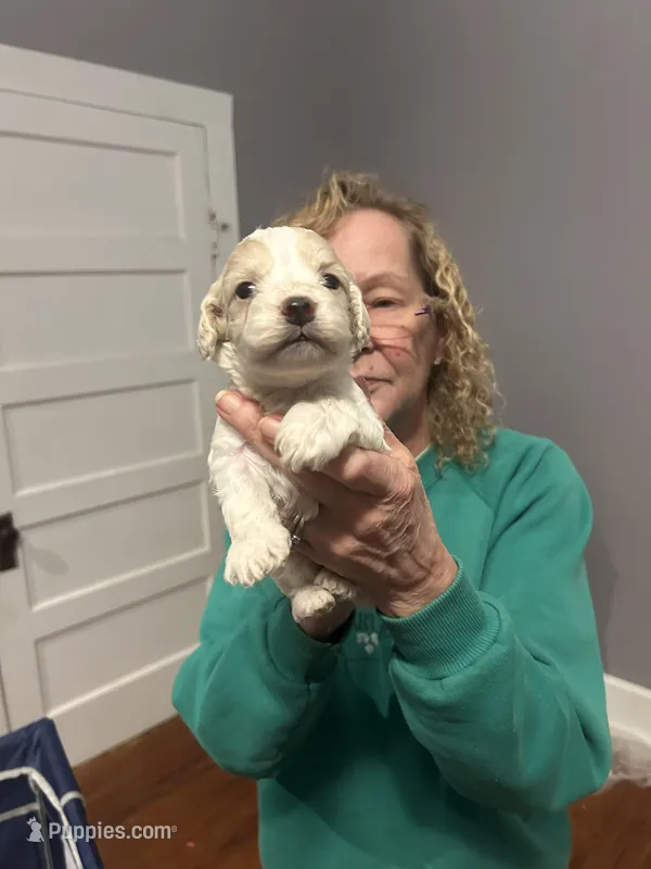 Cockapoo – Cockapoo puppy for sale in Memphis, TN