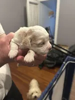 Cockapoo, a female Cockapoo for sale in Memphis, TN – Photo 9 of 9