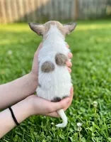 Teacup Lulu, a female Malchi for sale in Roanoke, VA – 4 of 4