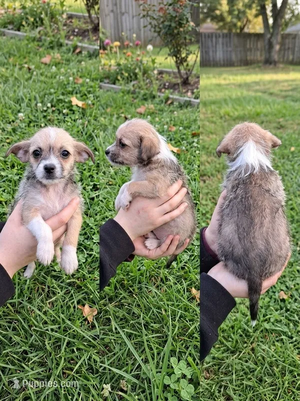 Lola – Malchi puppy for sale in Roanoke, VA