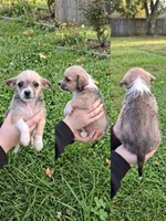 Lola, a female Malchi for sale in Roanoke, VA – 1 of 4