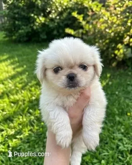 Buddy – Pekingese puppy for sale in Roanoke, VA