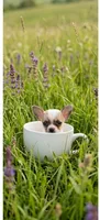 Ellie, a female Chihuahua for sale in Roanoke, VA – 4 of 6