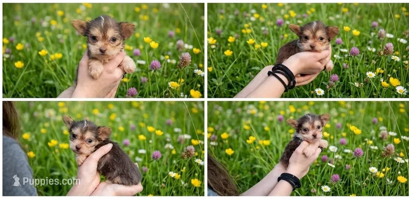 Tiny Teacup Coco – Malchi puppy for sale in Roanoke, VA