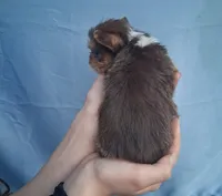 Coco, a female Malchi for sale in Roanoke, VA – Photo 8 of 10