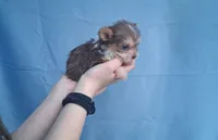 Coco, a female Malchi for sale in Roanoke, VA – Photo 5 of 10