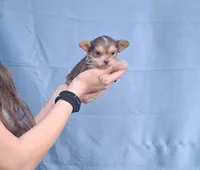 Coco, a female Malchi for sale in Roanoke, VA – Photo 7 of 10