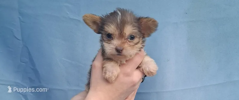 Coco – Malchi puppy for sale in Roanoke, VA