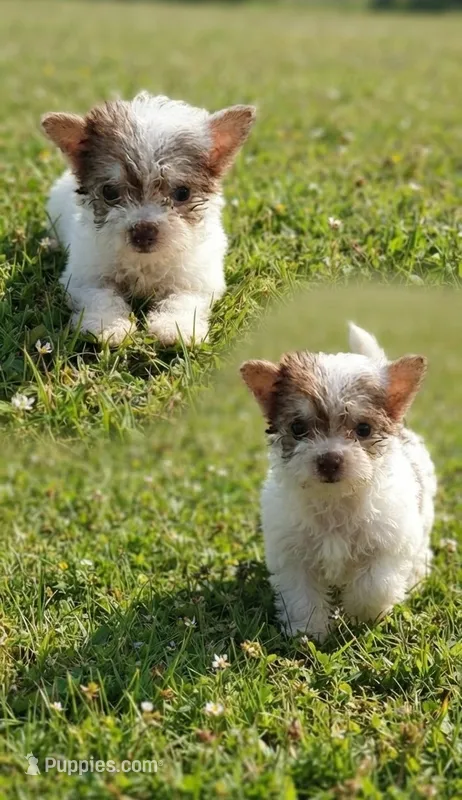 Jack, a male Malchi for sale in Roanoke, VA – 1 of 2
