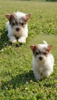 Jack, a male Malchi for sale in Roanoke, VA – 1 of 2
