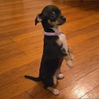 Pixie, a female Chihuahua for sale in Roanoke, VA – 3 of 4