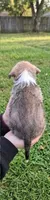 Lola, a female Malchi for sale in Roanoke, VA – 3 of 4