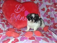 Archie, a male Pekingese for sale in Roanoke, VA – Photo 4 of 7