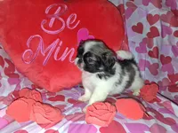 Archie, a male Pekingese for sale in Roanoke, VA – Photo 2 of 7