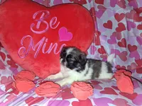 Archie, a male Pekingese for sale in Roanoke, VA – Photo 3 of 7