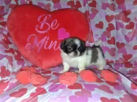 Archie, a male Pekingese for sale in Roanoke, VA – Photo 1 of 7
