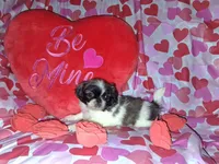 Archie, a male Pekingese for sale in Roanoke, VA – Photo 7 of 7