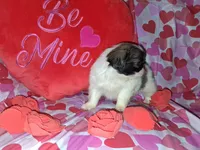 Archie, a male Pekingese for sale in Roanoke, VA – Photo 5 of 7