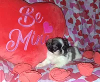 Archie, a male Pekingese for sale in Roanoke, VA – Photo 6 of 7