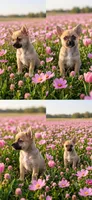 Pretty Piper, a female Pomchi for sale in Roanoke, VA – 1 of 1