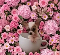 Ellie, a female Chihuahua for sale in Roanoke, VA – 2 of 6