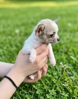 Teacup Lulu, a female Malchi for sale in Roanoke, VA – 3 of 4