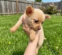 Teddy (Lilac Cream), a male Chihuahua and Shih Tzu for sale in Roanoke, VA – 2 of 3