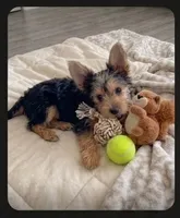 Jewel, a female Malchi for sale in Roanoke, VA – 2 of 5