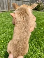 Teddy (Lilac Cream), a male Chihuahua and Shih Tzu for sale in Roanoke, VA – 3 of 3