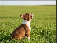 Toby, a male Boston Terrier for sale in Roanoke, VA – 5 of 5