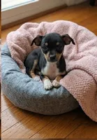 Pixie, a female Chihuahua for sale in Roanoke, VA – 2 of 4