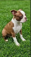 Toby, a male Boston Terrier for sale in Roanoke, VA – 2 of 5