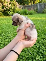 Teacup Lala, a female Malchi for sale in Roanoke, VA – 4 of 4