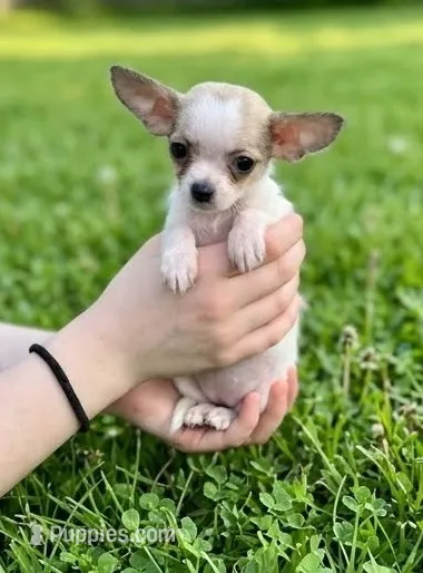 Teacup Lulu – Malchi puppy for sale in Roanoke, VA