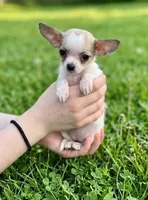 Teacup Lulu, a female Malchi for sale in Roanoke, VA – 1 of 4