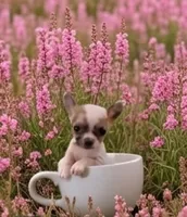 Ellie, a female Chihuahua for sale in Roanoke, VA – 5 of 6