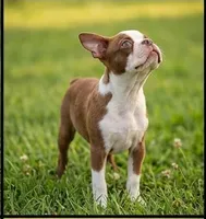 Toby, a male Boston Terrier for sale in Roanoke, VA – 4 of 5