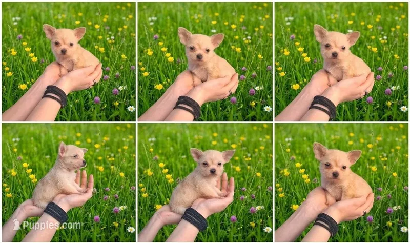 Teacup Merle Sunny – Malchi puppy for sale in Roanoke, VA