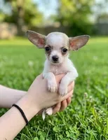 Teacup Lulu, a female Malchi for sale in Roanoke, VA – 2 of 4