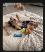 Jewel, a female Malchi for sale in Roanoke, VA – 5 of 5