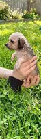 Lilly, a female Malchi for sale in Roanoke, VA – 2 of 3