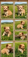 Tiny Max , a male Malchi for sale in Roanoke, VA – 1 of 1