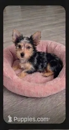 Jewel – Malchi puppy for sale in Roanoke, VA